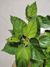 意軒 扶桑花盆栽重瓣四季綠植朱槿牡丹芙蓉花盆栽庭院花卉容易養(yǎng)的 橘黃扶桑 4年苗 曬單實(shí)拍圖