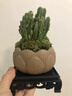 京厽仙人掌多肉植物盆栽萬重山室內(nèi)仙人球辦公室桌面好養(yǎng)綠不支持退貨 萬重山蓮花盆+苔蘚+復(fù)古底座+肥料 帶盆栽好 曬單實(shí)拍圖