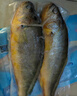 海名威 冷凍黃花魚700g/2條 寧德大黃魚地標 海鮮水產 生鮮魚類  曬單實拍圖