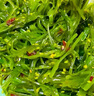 蓋世蓋世調(diào)味裙帶菜500g 海藻沙拉 海草壽司下飯涼菜露營踏青燒烤 曬單實拍圖