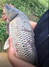東強釣魚小藥誘魚劑通殺野釣黑坑鯽魚鯉魚草魚青魚餌料窩料開口劑大全 通殺款【小藥誘魚劑】送2贈品 曬單實拍圖