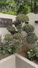 黃楊造型樹地栽庭院四季常青盆景耐寒別墅精品不落葉工程園林景觀 黃楊一物一拍【預付款】 曬單實拍圖