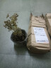 驅(qū)蚊草綠植驅(qū)蚊植物室內(nèi)防蚊香草驅(qū)蚊子綠植花卉香葉天竺葵盆栽地 原土球發(fā)貨 驅(qū)蚊草一盆 曬單實(shí)拍圖