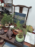 泰西絲文竹盆景桌面綠植盆栽 文竹+綠哥窯冰裂盆+苔蘚+方托 源頭直發(fā) 曬單實拍圖