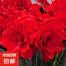 朱頂紅種球單瓣重瓣四季盆栽朱頂紅對(duì)子蓮綠植花卉球根植物 朱頂紅種球5個(gè) 曬單實(shí)拍圖