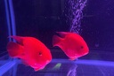 血紅鸚鵡魚活魚發(fā)財(cái)魚熱帶觀賞魚淡水風(fēng)水魚苗元寶血紅財(cái)神精品魚 6-7cm鸚鵡幼魚1條 僅[限1條]多拍 曬單實(shí)拍圖