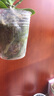 歐悟蝴蝶蘭花苗帶花劍帶花苞盆栽蘭花大苗客廳室內植物花卉四季好養 22.安娜【帶花劍】 帶育苗盆 曬單實(shí)拍圖