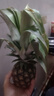 云南黑鉆鳳梨 新鮮水果非菠蘿手撕鳳梨產地直發(fā) 1個裝 單果1.3斤起 曬單實拍圖