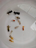 優(yōu)魚若寵金魚活體 觀賞魚 好養(yǎng)冷水魚 淡水活魚 小型小金魚寵物活體魚 4-6cm混色金魚10條 曬單實(shí)拍圖