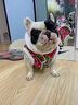 拉維佩特（LOVINGPET） 狗狗衣服冬天 喜慶寵物衣服無(wú)袖狗狗衣服中大型犬保暖金毛衣服 喜慶東北大襖 5XL（建議60-70斤） 曬單實(shí)拍圖
