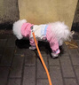 阿莫爾狗狗衣服防風沖鋒衣寵物四腳全包雨衣小型犬比熊雨天外出衣服防臟 粉色沖鋒衣 M【胸40背24 建議4-6斤】 曬單實拍圖