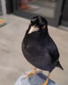 開(kāi)元八哥鳥(niǎo)飼料幼崽飼料訓(xùn)鳥(niǎo)學(xué)說(shuō)話助開(kāi)口鴉類鳥(niǎo)糧提性壯膘營(yíng)養(yǎng)易消化 1袋裝【500g】 曬單實(shí)拍圖