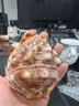 黃色萬(wàn)寶螺 稀有天然貝殼海螺收藏魚缸水族造景工藝品裝飾擺件 紅萬(wàn)寶螺10-11厘米 曬單實(shí)拍圖