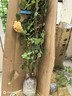 1.6米爬藤月季大苗蒂娜四季開花薔薇基地直發(fā)【買就送扦插小苗】 王妃1.6米開花爆滿 送種植說明書 曬單實拍圖