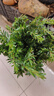 綠有意梔子花綠植花卉發(fā)財(cái)樹盆栽辦公室內(nèi)多肉綠蘿籮桌面水培好養(yǎng)活植物 滿天星【繁星盆】 含盆 曬單實(shí)拍圖