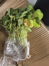 意軒銅錢草水培盆栽室內(nèi)室外花卉金錢草綠植吸綠植花草植物 1盆【100根莖帶葉發(fā)貨不含盆】 曬單實(shí)拍圖