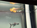 金龍魚(yú)活魚(yú)印尼紅龍魚(yú)辣椒紅龍魚(yú)超血紅龍活體苗古典金龍練手龍魚(yú) 賽級——大湖紅龍【包發(fā)色】 40-50cm【芯片證書(shū)齊全】 曬單實(shí)拍圖