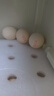 黃天鵝實體禮卡季度禮卡30枚*3盒 季卡可生食鮮雞蛋送禮 季卡套餐 曬單實拍圖