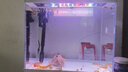 長銳魚缸一體缸自循環(huán)免換水家用客廳桌面小型金魚缸超白玻璃養(yǎng)魚缸 超白CRV380標準款【長38x寬23x高38】 曬單實拍圖