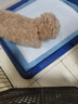 嘉瑰泰迪幼犬灰泰迪純種泰迪狗活犬寵物狗狗活體巨貴貴賓犬茶杯犬 寵物級 香檳色 曬單實拍圖