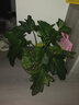 行湘水培綠植盆栽盆景桌面觀葉植物春羽3株30-35cm不含瓶 源頭直發(fā) 曬單實(shí)拍圖
