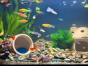 小米魚缸米家生態(tài)智能魚缸一體缸自循環(huán)免換水免安裝超白玻璃桌面魚缸 【選套裝更省錢】小米魚缸 基礎(chǔ)款出水口 曬單實(shí)拍圖