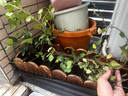 風車茉莉爬藤植物耐熱耐寒大苗絡石藤蔓盆栽四季開花室內陽臺垂絲 【風車茉莉】白色2年苗 不含盆 曬單實拍圖