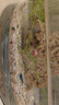 卡奇魚(yú) 觀(guān)賞蝦 活體觀(guān)賞魚(yú) 米蝦 工具清潔蝦寵物蝦黑殼蝦除絲藻褐藻青苔 新手進(jìn)階蝦套餐B 曬單實(shí)拍圖