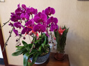 仙植緣【2小時(shí)達(dá)】蝴蝶蘭盆栽蘭花帶花苞雙花劍真年宵花卉開(kāi)業(yè)喬遷送禮 8支|大辣椒蝴蝶蘭|紅盆 可提前拍照 送貨上門(mén) 曬單實(shí)拍圖