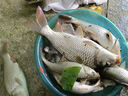 老鬼（OLDGHOST）魚餌天下鯽濃腥鯽魚鯉魚釣餌池塘黑坑湖庫江河野釣餌料300g/袋 曬單實(shí)拍圖