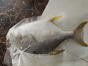 翔泰 海南金鯧魚凈重900g 2條裝  魚類生鮮 燒烤 火鍋食材 海鮮水產(chǎn) 曬單實拍圖