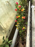 薔薇花苗爬藤植物藤本月季四季開花卉特大濃香型玫瑰盆栽庭院陽臺 瑪格麗特王妃【四季大花濃香】 1.6米高左右【多分枝當(dāng)年開花】推薦 曬單實拍圖