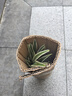 御春閣綠植盆栽室內陽(yáng)臺苗木室內盆栽垂吊花卉植物花卉盆栽土培水培植物 金邊吊蘭整盆苗3-5棵（原盆原土） 曬單實(shí)拍圖