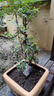 帶基地塑料原盆 原土發(fā)貨 榆樹(shù)盆景 榔榆盆栽 掌上盆景造型 微型花卉綠植樹(shù)樁植物 特大S彎盆景榆樹(shù) 曬單實(shí)拍圖