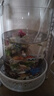 魚(yú)缸增氧泵水妖精反氣舉小型過(guò)濾器棉套過(guò)濾迷你水妖精氣動(dòng)過(guò)濾器 迷你水妖精汽包器【無(wú)氣泵】+1米氧氣管 曬單實(shí)拍圖