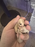 暮秋小主蜜袋鼯活物幼崽小飛鼠會(huì )滑翔蜜袋鼠寶寶蜜袋鼬活體寵物鼠活寵 奶油奧比諾【母】 曬單實(shí)拍圖
