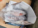 景雄新鮮石斑魚深海野生海魚石斑魚冷凍特大老虎斑紅口斑珍珠斑順豐 野生石斑魚4條/凈重351g-501g/條 曬單實拍圖