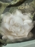 babycare【安全滅菌】山茶花一次性內(nèi)褲孕產(chǎn)婦用品免洗內(nèi)褲女L碼1條 曬單實拍圖