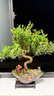 自然空間赤楠盆栽室內(nèi)綠植盆景 蓮歸紫砂造型赤楠+155座+小和尚 源頭直發(fā) 曬單實拍圖