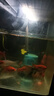 JUWEL高亮曾艷魚缸燈照明燈開關(guān)多功能變色led水族箱專用燈具燈管 燈長27CM（可用30-40CM）5瓦 T4雙排變色燈（單燈）USB接口 曬單實(shí)拍圖