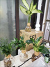 錦楓4盆裝水培植物室內(nèi)好養(yǎng)新房辦公室吸除甲醛四季綠植帶瓶發(fā)貨 【超值4盆裝】如圖植物4顆+4個水培香薰樹脂瓶 曬單實拍圖