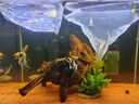 魚官兒電光剛果美人熱帶觀賞魚中大型草缸群游魚活體觀賞魚 剛果美人公5條（4cm+） 曬單實(shí)拍圖