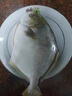欽小鮮北部灣深海金鯧魚特大號海魚 魚類生鮮 燒烤 火鍋食材 海鮮水產(chǎn) 【金鯧魚】400-500克*2條凈重 曬單實(shí)拍圖