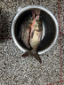 釣魚(yú)王地獄貓?chǎng)桏谲娞撞宛D浮釣鰱鳙大頭魚(yú)花白鰱大魚(yú)巨物餌料釣魚(yú) 地獄貓?chǎng)桏?50g*3包 曬單實(shí)拍圖