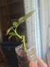 開(kāi)時(shí)果 玫瑰花苗盆栽樹(shù)苗濃香型花卉 月季花苗四季開(kāi)花庭院綠化扦插小苗 火焰（黃橙/4-5月） 5棵裝 曬單實(shí)拍圖