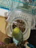 BIRDSTORY鸚鵡外置防濺食盒喂食器谷殼分離虎皮洗澡盆專用洗澡神器用品大全 防濺防撒【可洗澡/喂食】白色 曬單實拍圖