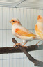 AITAR鳥用黃芪多糖鸚鵡豬牛羊雞鴨鵝兔子獸用可溶性粉提高免疫調(diào)理腸胃 100g 1袋 鳥用黃芪多糖 曬單實(shí)拍圖