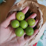 馬保果三月李酸脆小李子青李子當季應季新鮮孕婦水果 精選1斤裝 曬單實(shí)拍圖