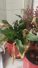 植男植女天堂鳥盆栽客廳室內(nèi)好養(yǎng)大型落地真綠植辦公室植物鶴望蘭源頭直發(fā) 曬單實(shí)拍圖