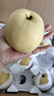 正宗河北皇冠梨 產(chǎn)地直發(fā) 現(xiàn)摘現(xiàn)發(fā) 脆甜多汁梨子整箱新鮮水果 皇冠梨凈重8.5斤 曬單實(shí)拍圖